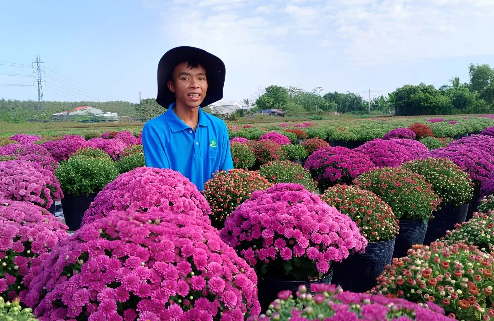 Cúc mâm xôi tím Chợ Lách cấy mô