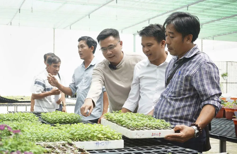Cúc mâm xôi tím Chợ Lách cấy mô