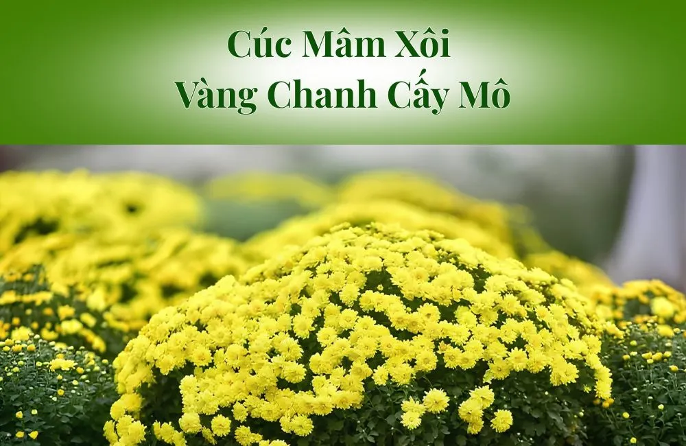 Cúc Mâm Xôi Vàng Chanh Cấy Mô