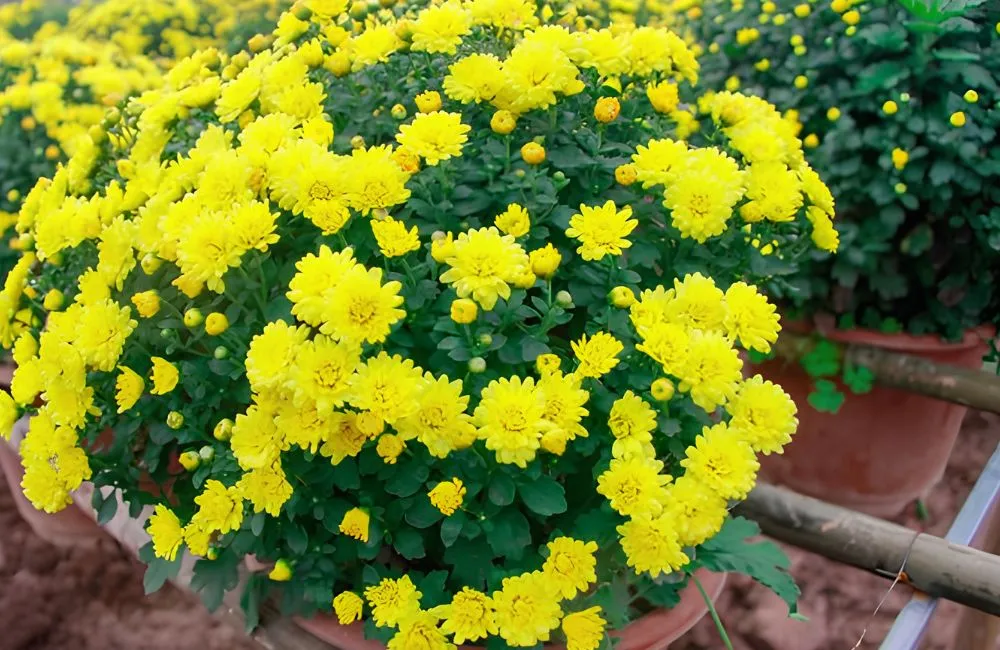 Cúc Mâm Xôi Vàng Chanh Cấy Mô