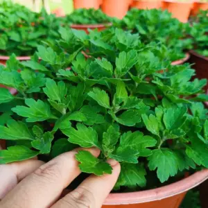 Cúc mâm xôi vàng chanh cấy mô