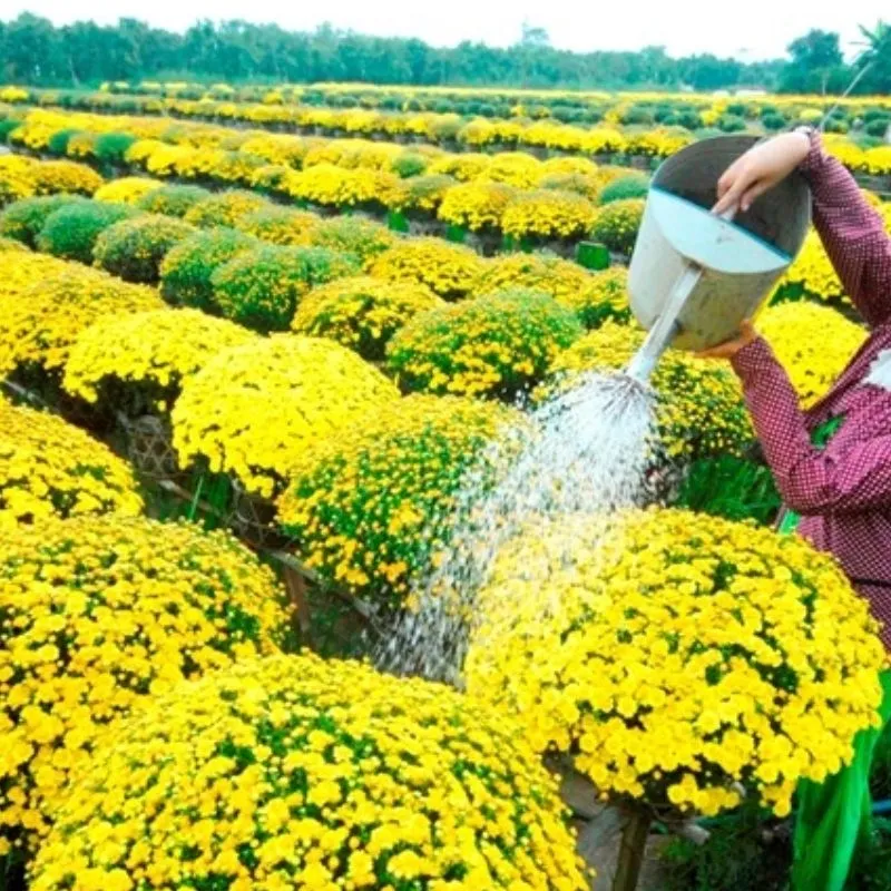 Cúc Mâm Xôi Vàng Chanh Cấy Mô