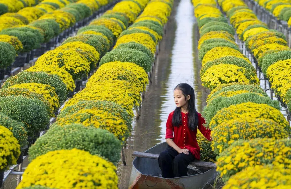 Cúc Mâm Xôi Vàng Chanh Cấy Mô
