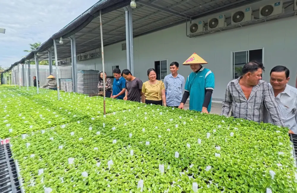 Cúc Mâm Xôi Vàng Chanh Cấy Mô