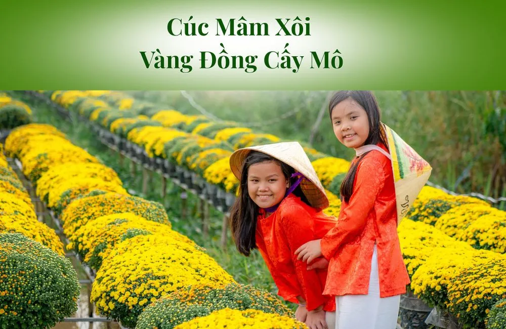 Cúc Mâm Xôi Vàng Đồng Cấy Mô