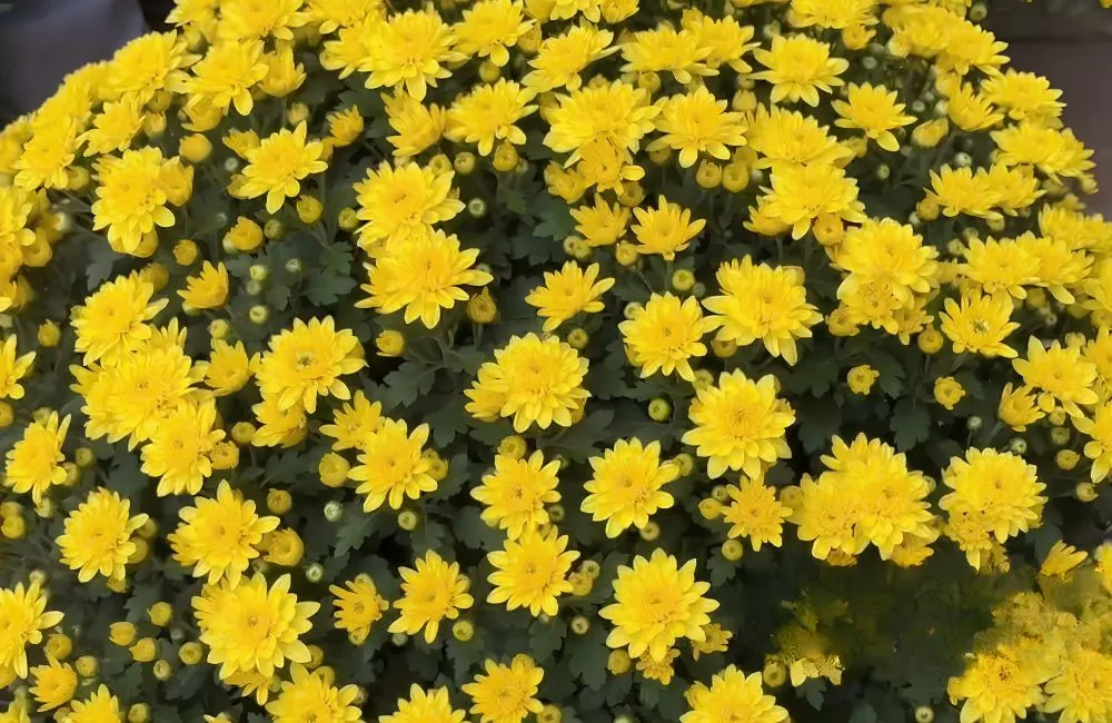 Cúc Mâm Xôi Vàng Đồng Cấy Mô