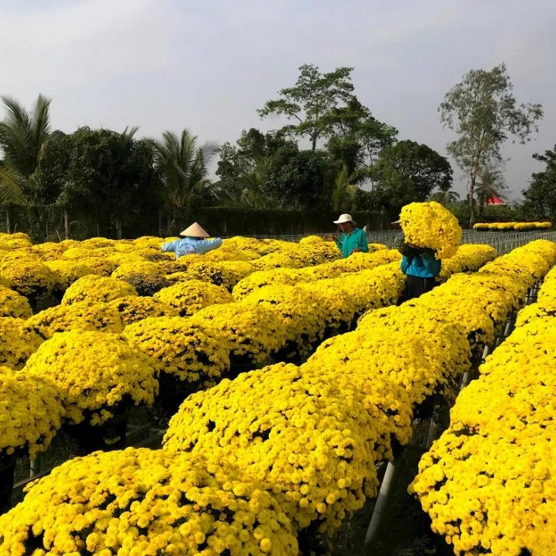 Cúc Mâm Xôi Vàng Đồng Cấy Mô