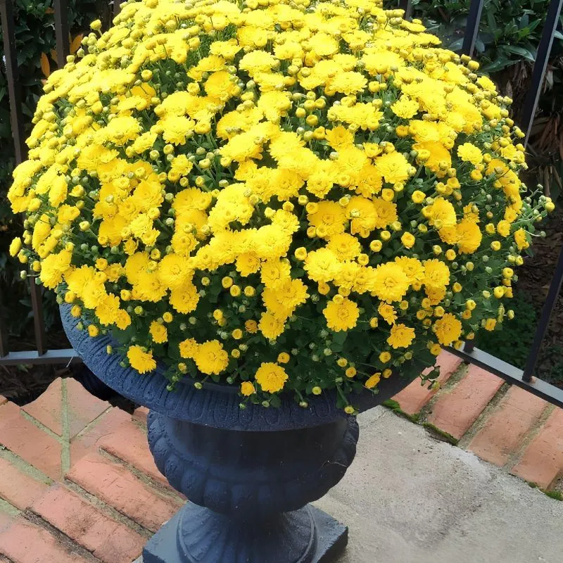 Cúc Mâm Xôi Vàng Đồng Cấy Mô