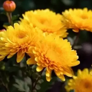 Cúc Mâm Xôi Vàng Đồng Cấy Mô