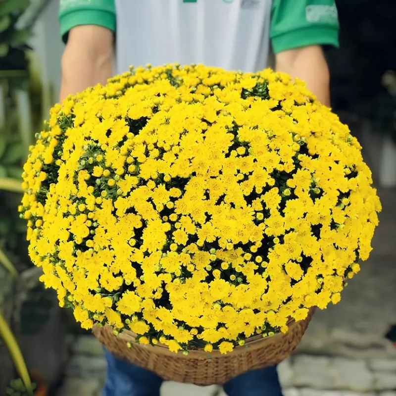 Cúc Mâm Xôi Vàng Đồng Cấy Mô