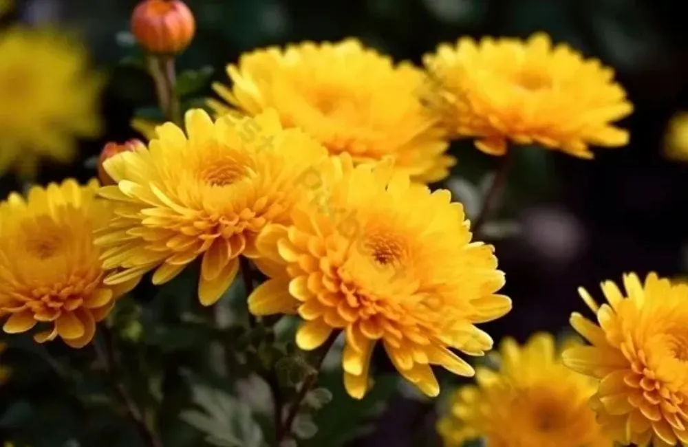 Cúc Mâm Xôi Vàng Đồng Cấy Mô