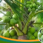 Khám phá đặc điểm dừa dứa và giá trị kinh tế nổi bật