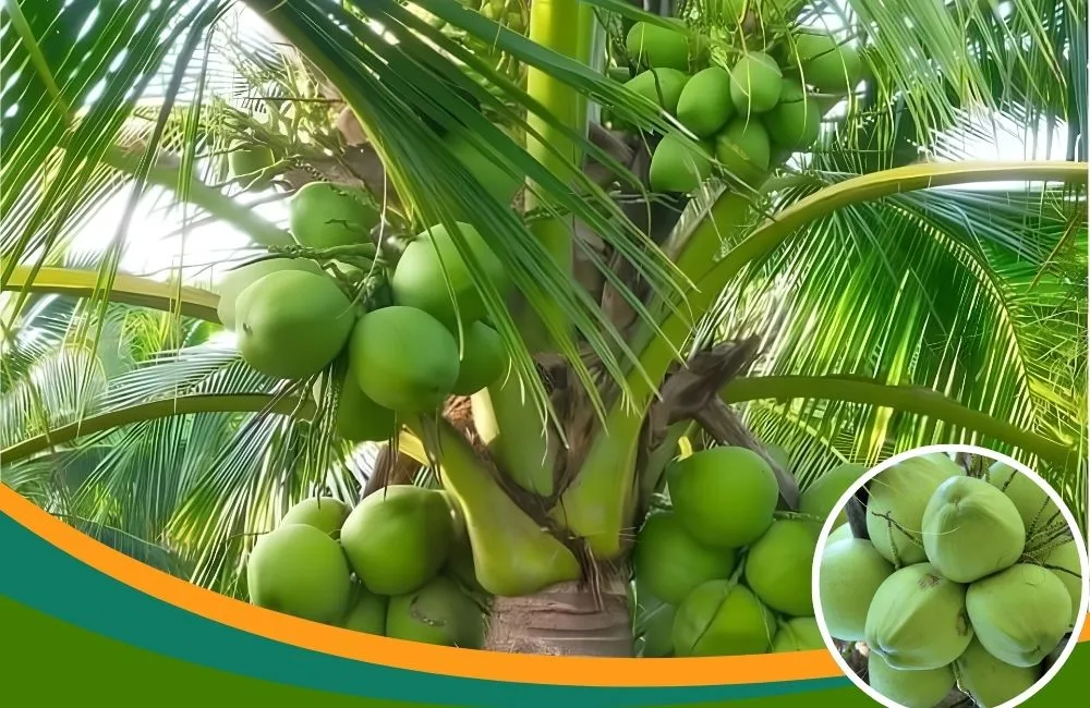 Đặc điểm dừa dứa