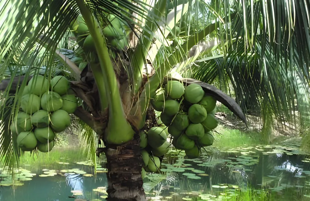 Đặc điểm dừa dứa