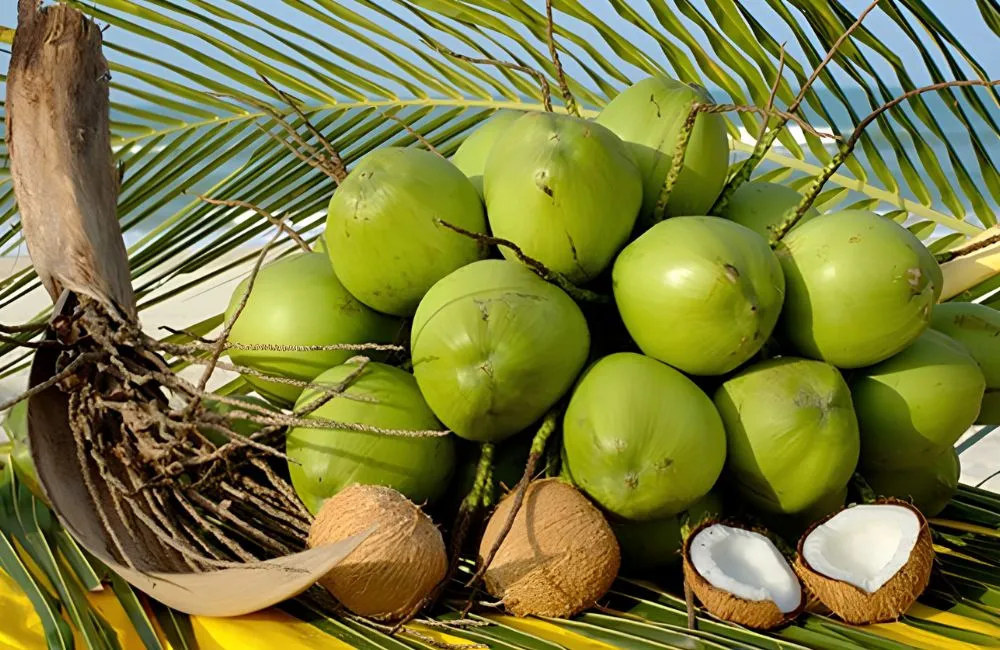 Đặc điểm dừa dứa