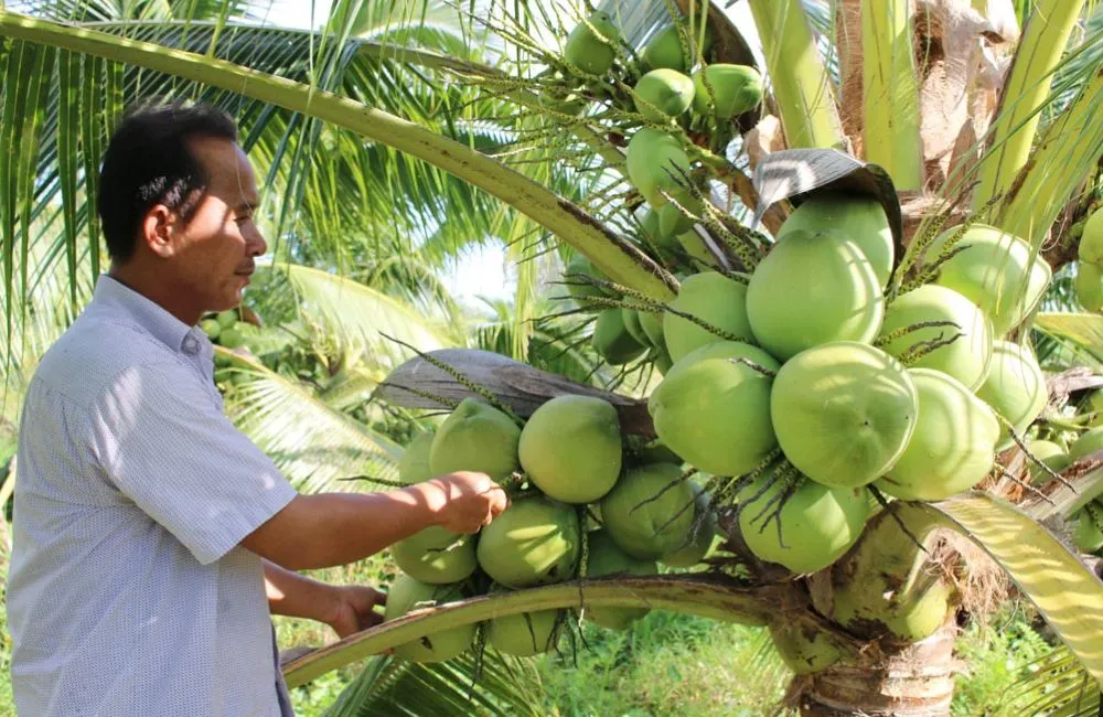 Đặc điểm dừa dứa
