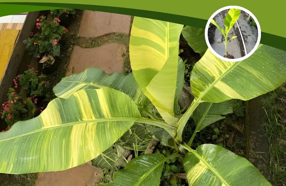 Đặc điểm sinh trưởng chuối vàng Musa Papua