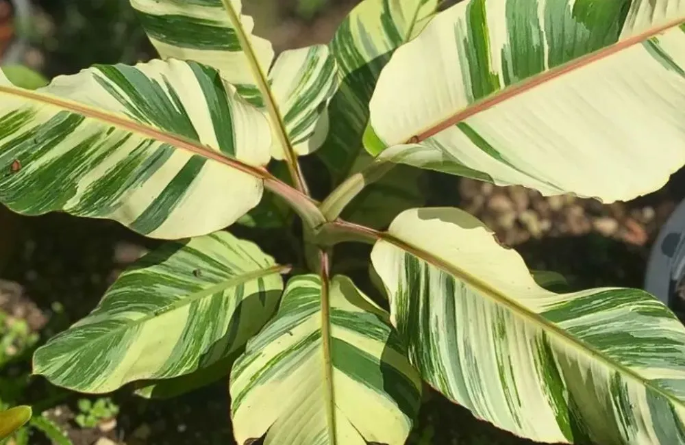 Đặc điểm sinh trưởng chuối vàng Musa Papua