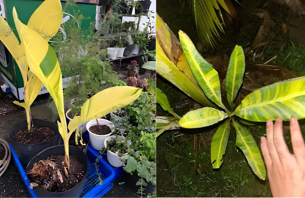 Đặc điểm sinh trưởng chuối vàng Musa Papua