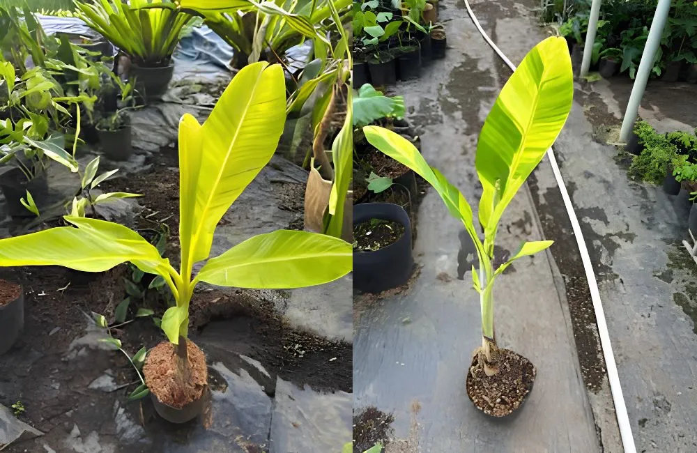 Đặc điểm sinh trưởng chuối vàng Musa Papua