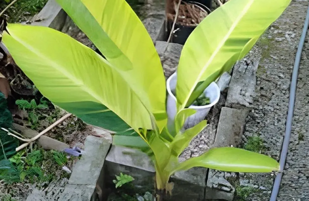 Đặc điểm sinh trưởng chuối vàng Musa Papua