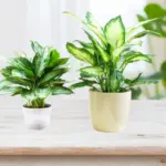 Khám phá đặc điểm sinh trưởng Vạn Lộc Xanh cấy mô