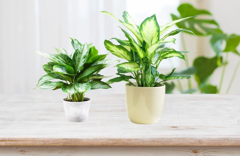 Đặc điểm sinh trưởng vạn lộc xanh cấy mô