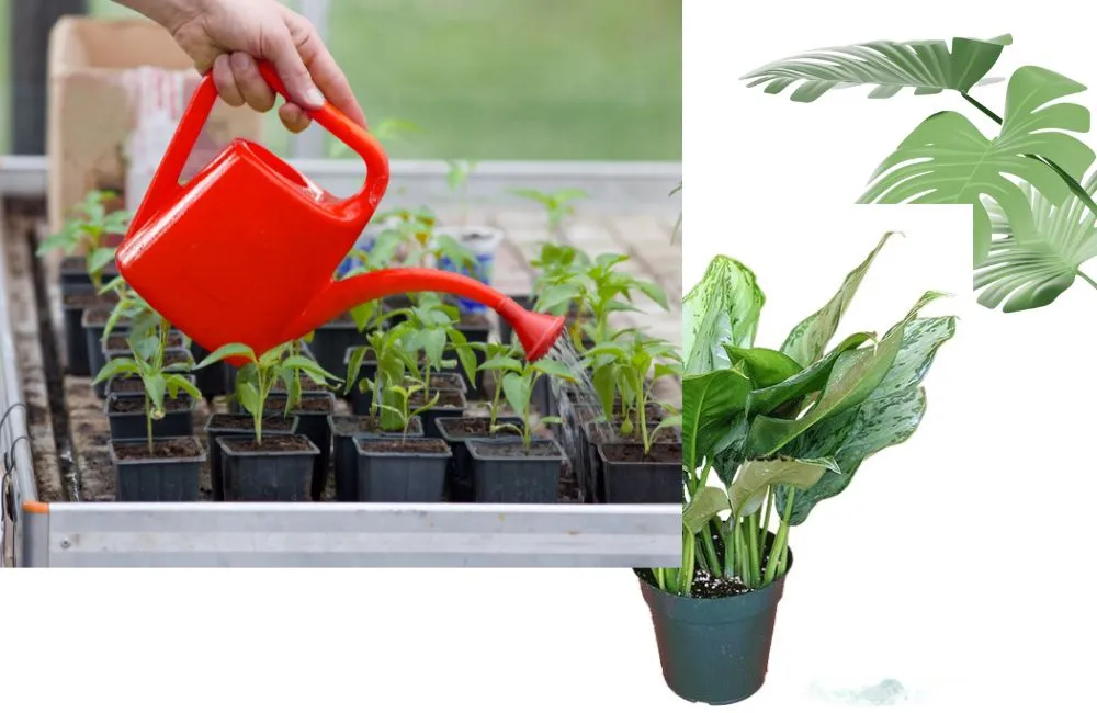 Đặc điểm sinh trưởng vạn lộc xanh cấy mô