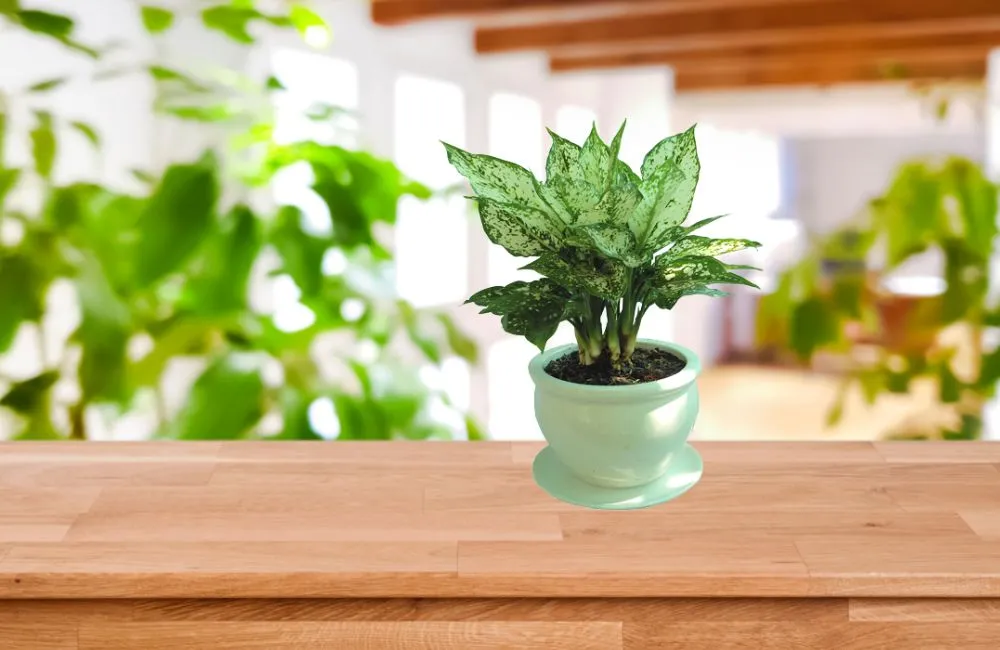 Đặc điểm sinh trưởng vạn lộc xanh cấy mô