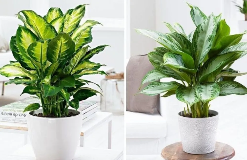 Đặc điểm sinh trưởng vạn lộc xanh cấy mô