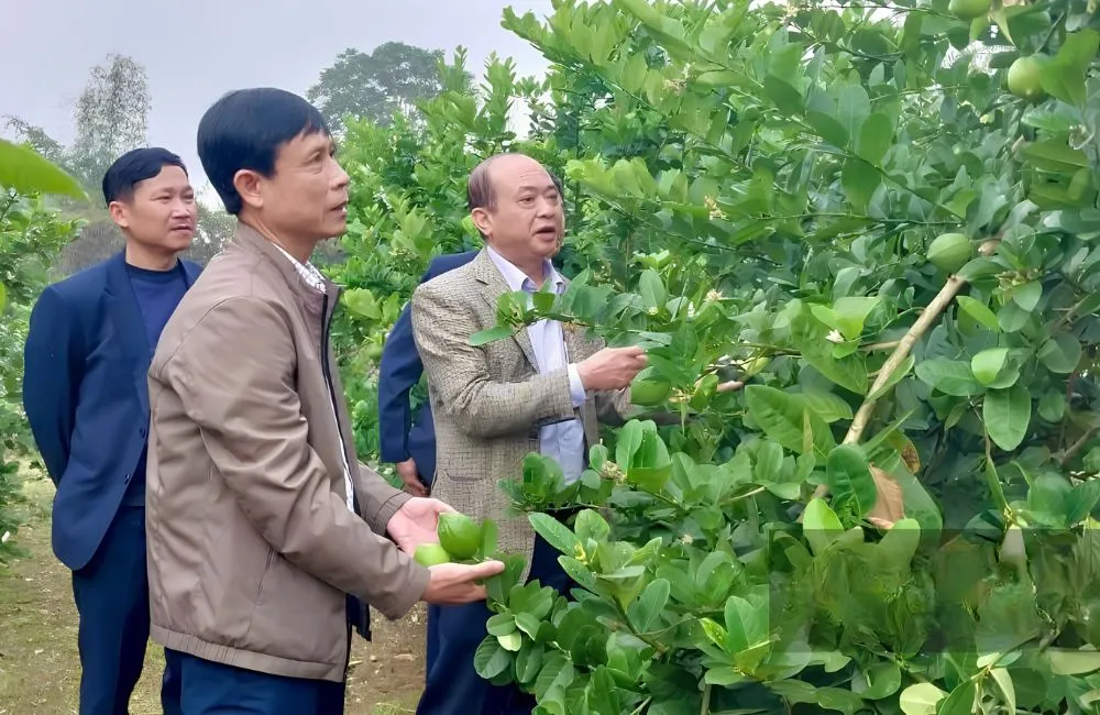 Điều kiện trồng chanh vàng Mỹ