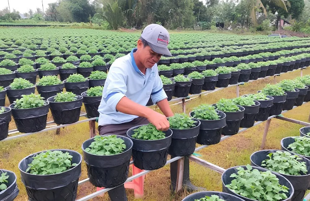 Điều kiện trồng cúc mâm xôi
