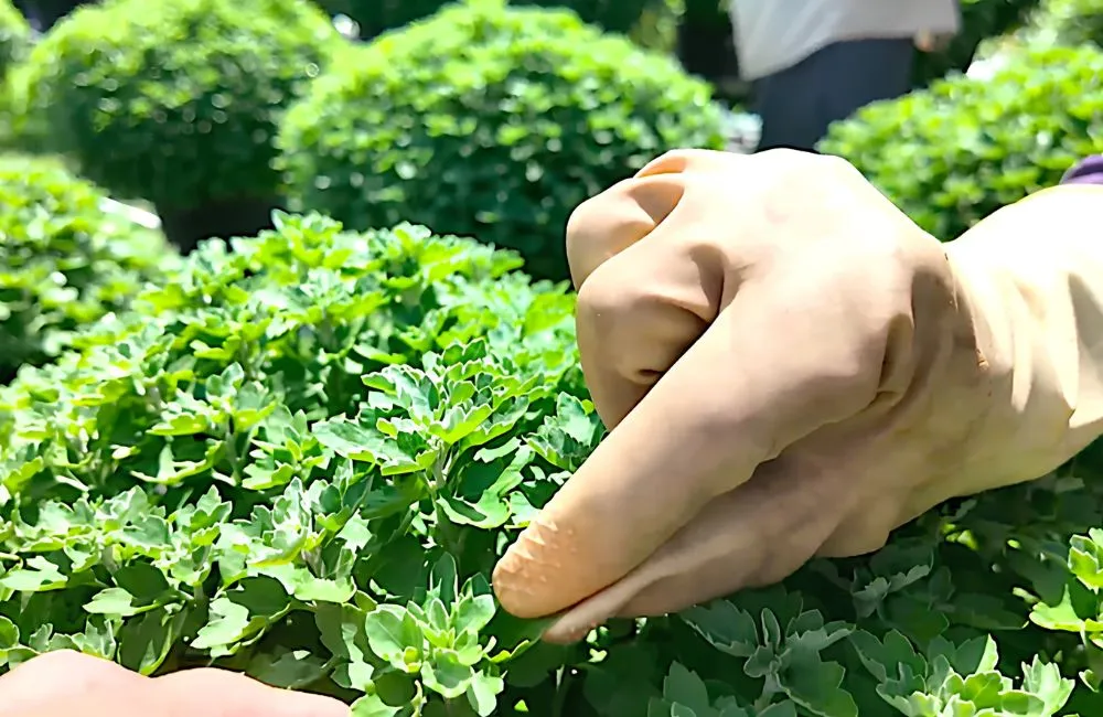 Điều kiện trồng cúc mâm xôi