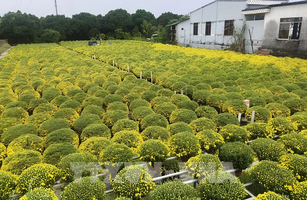 Điều kiện trồng cúc mâm xôi