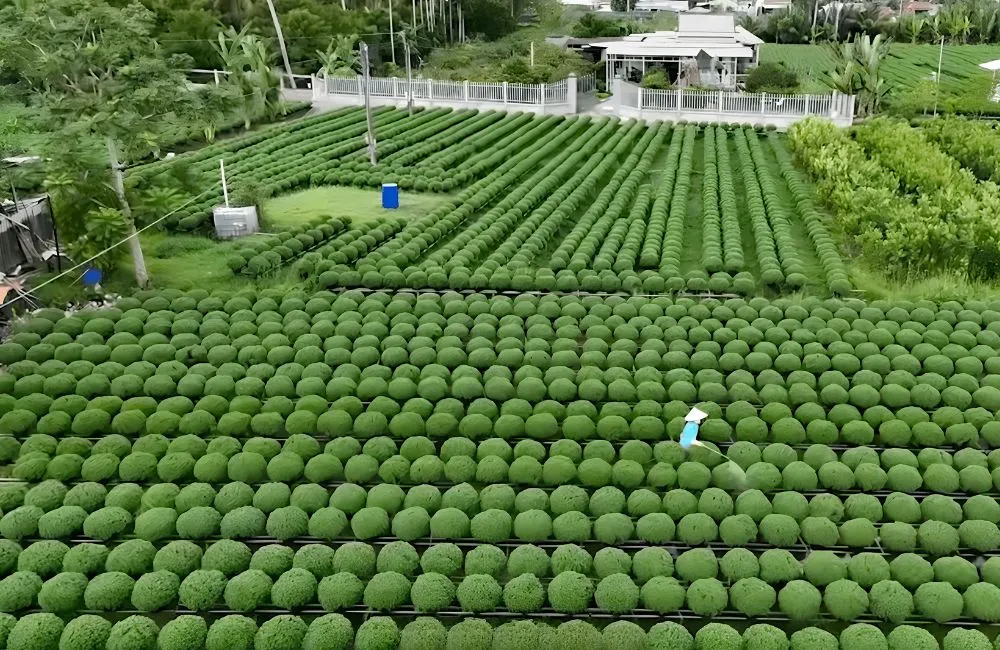 Điều kiện trồng cúc mâm xôi