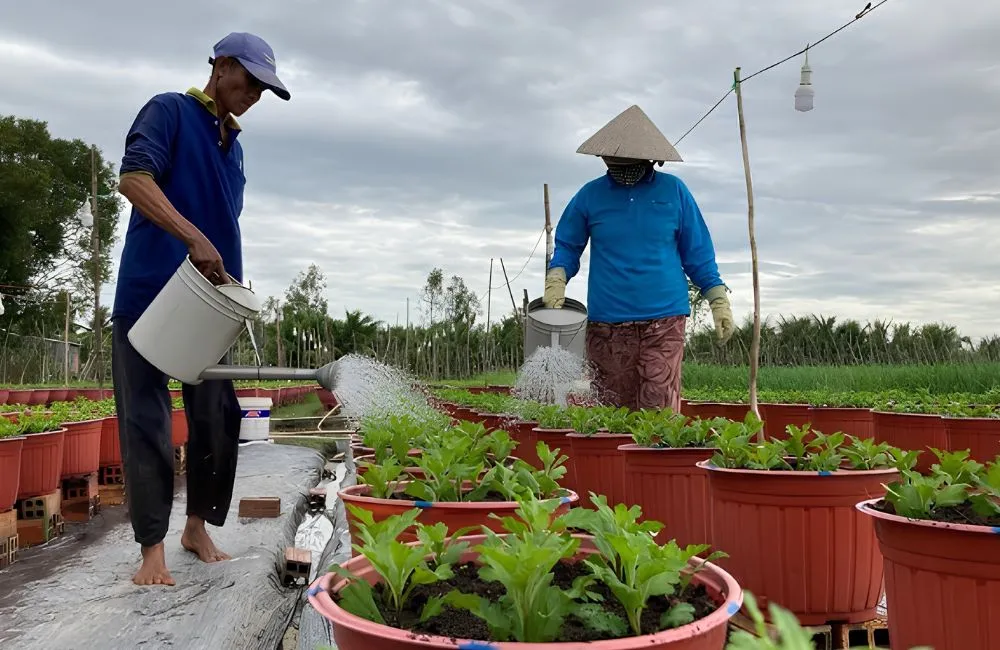 Điều kiện trồng cúc mâm xôi