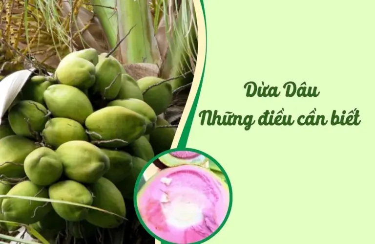 Dừa Dâu và những điều có thể bạn chưa biết