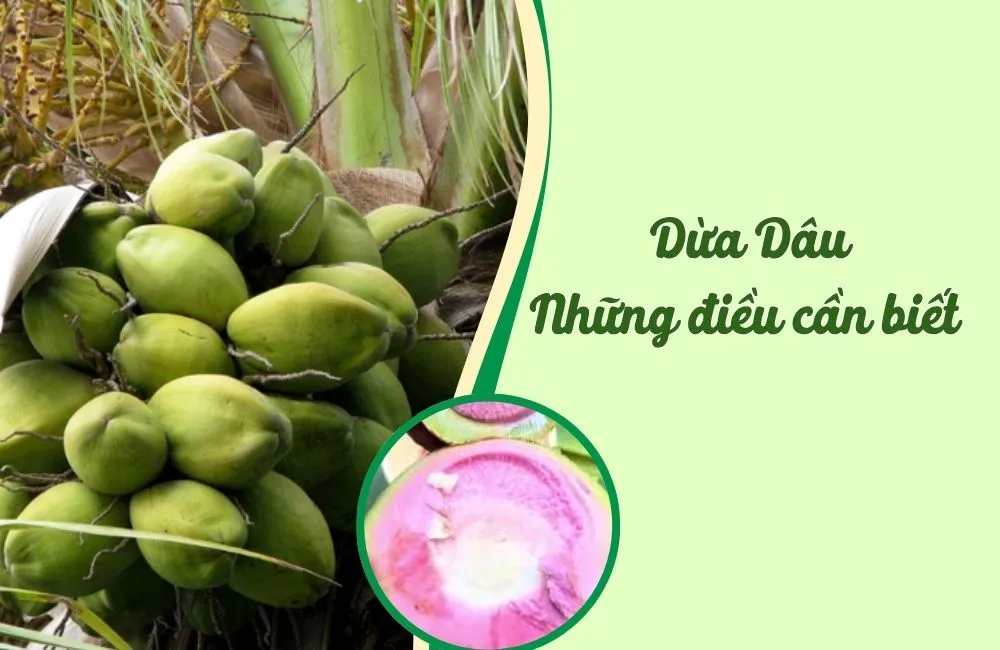 Dừa dâu và những điều cần biết