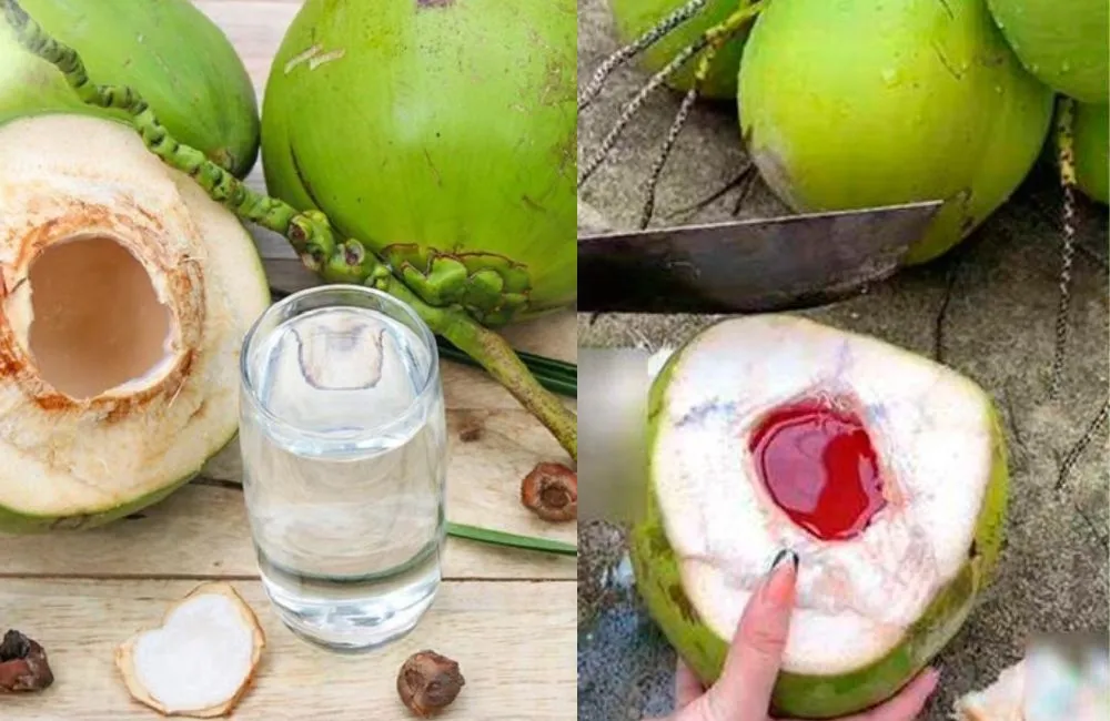 Dừa dâu và những điều cần biết