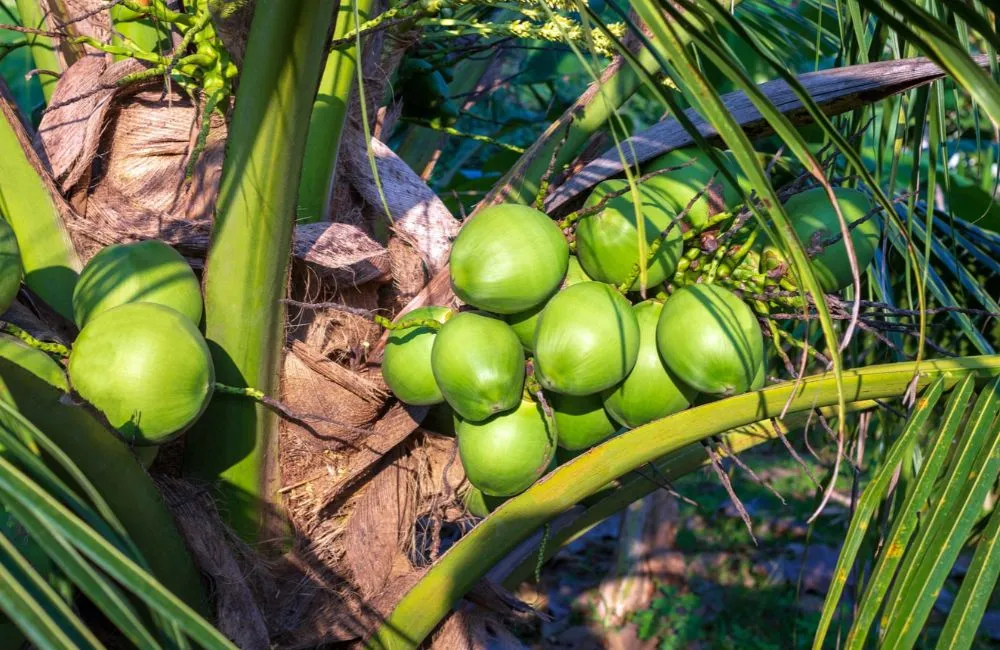Dừa dâu và những điều cần biết