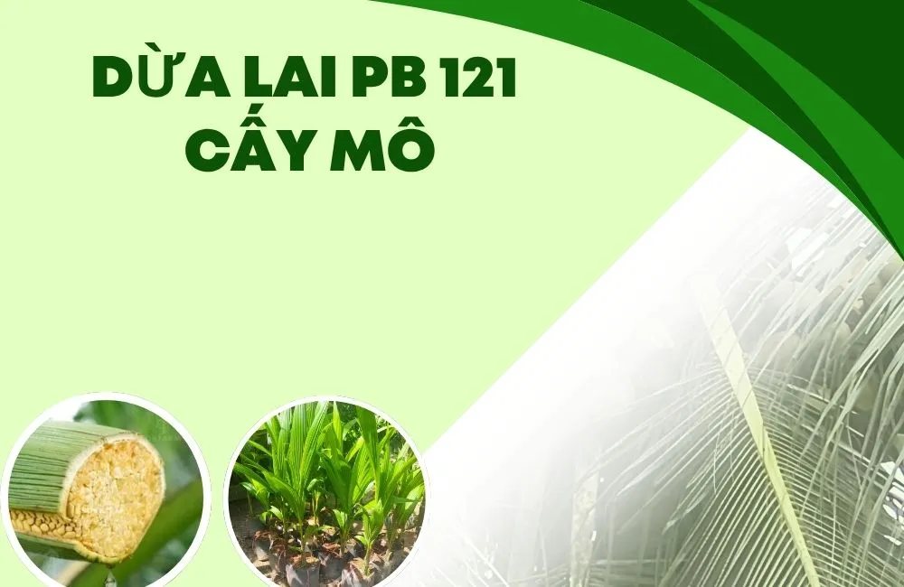 Dừa Lai PB121 Cấy Mô