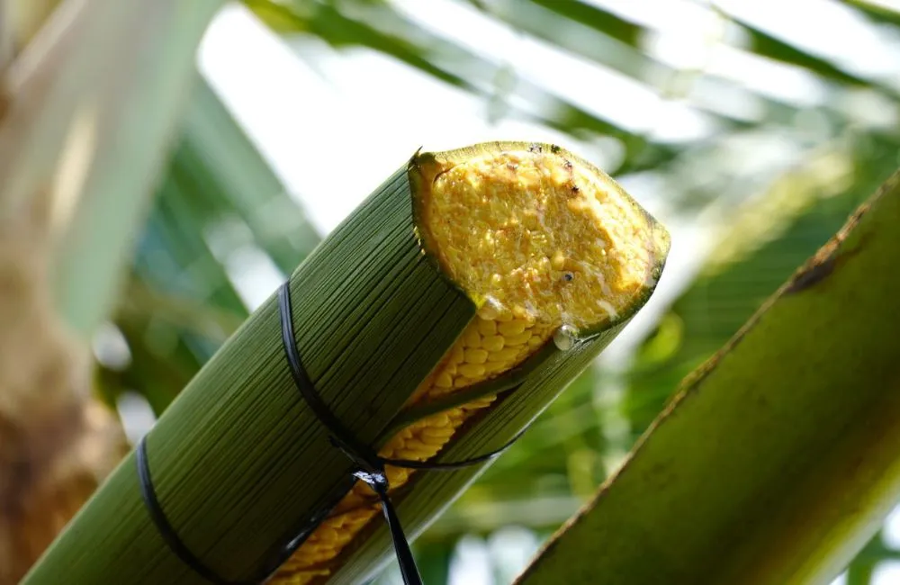 Dừa Lai PB121 Cấy Mô