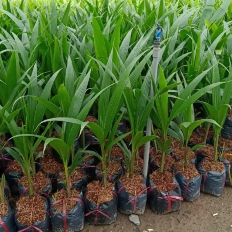 Dừa Lai PB121 Cấy Mô