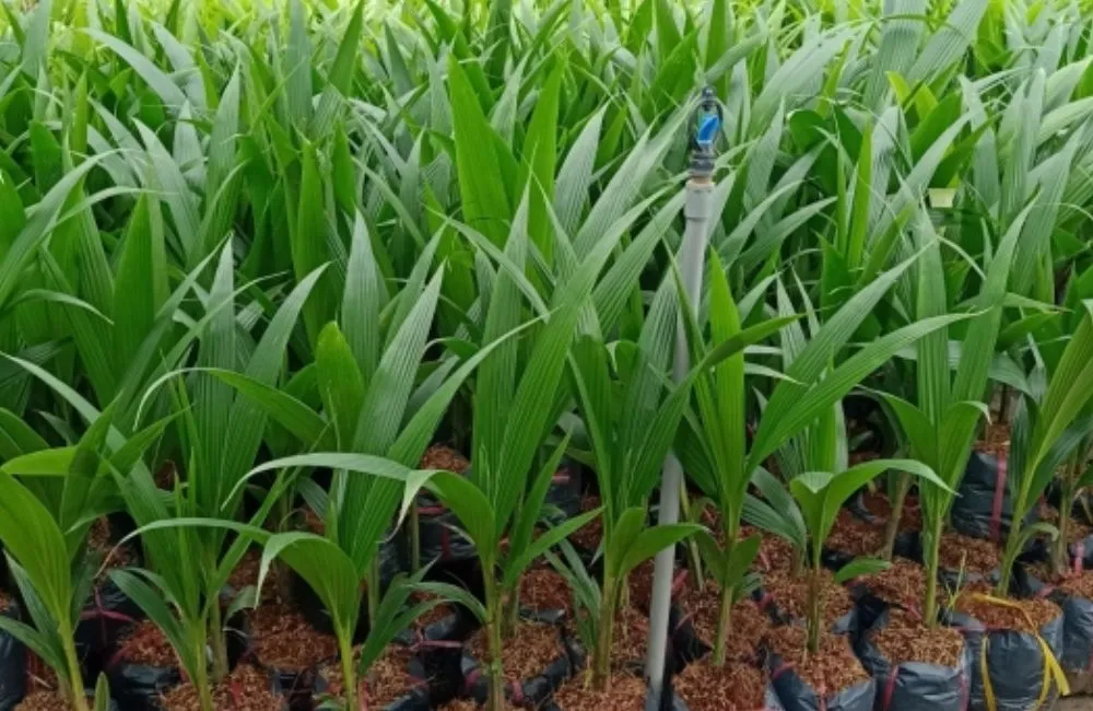 Dừa Lai PB121 Cấy Mô