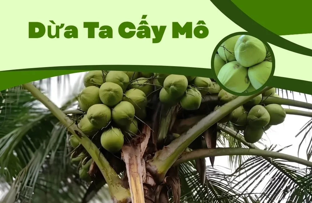 Dừa ta cấy mô