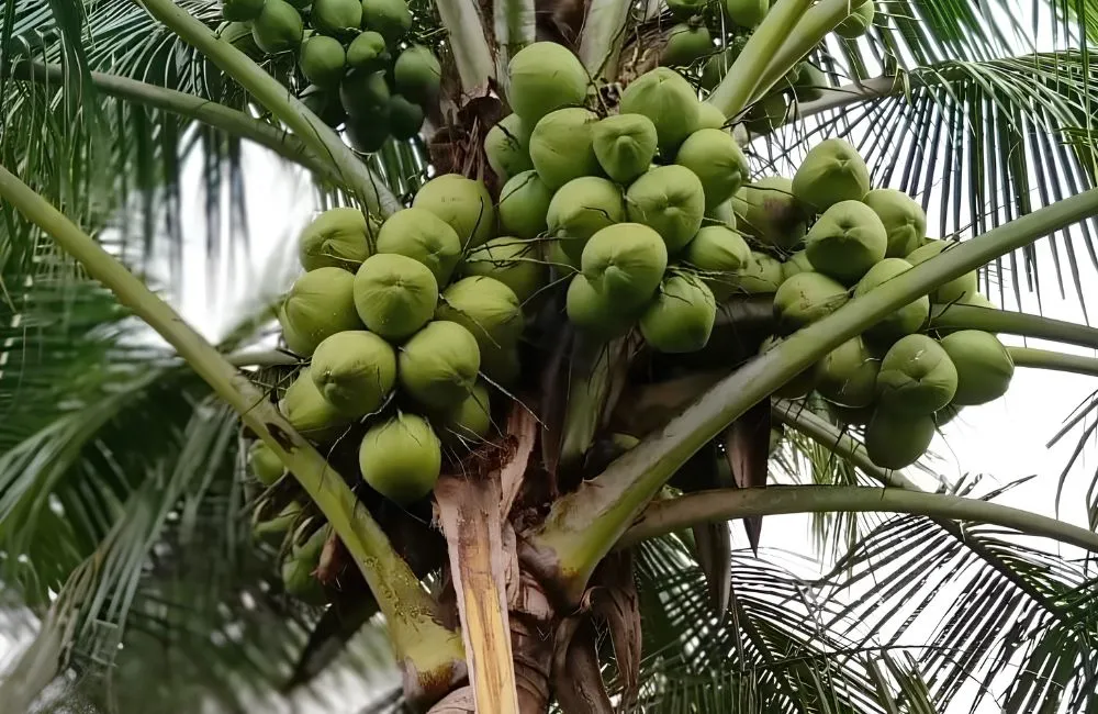 Dừa ta cấy mô