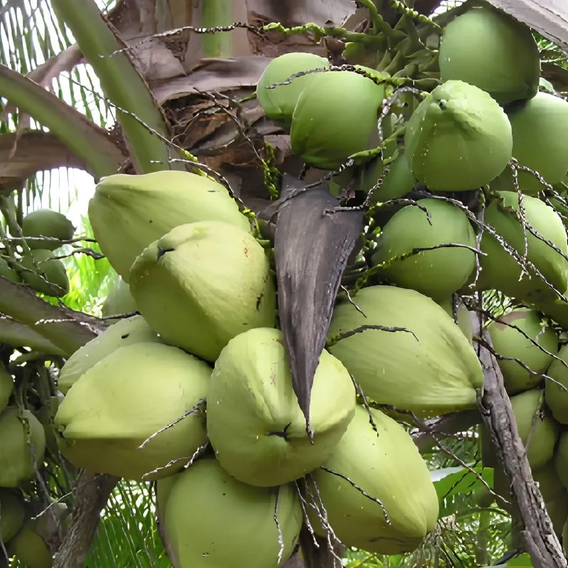 Dừa Ta Cấy Mô