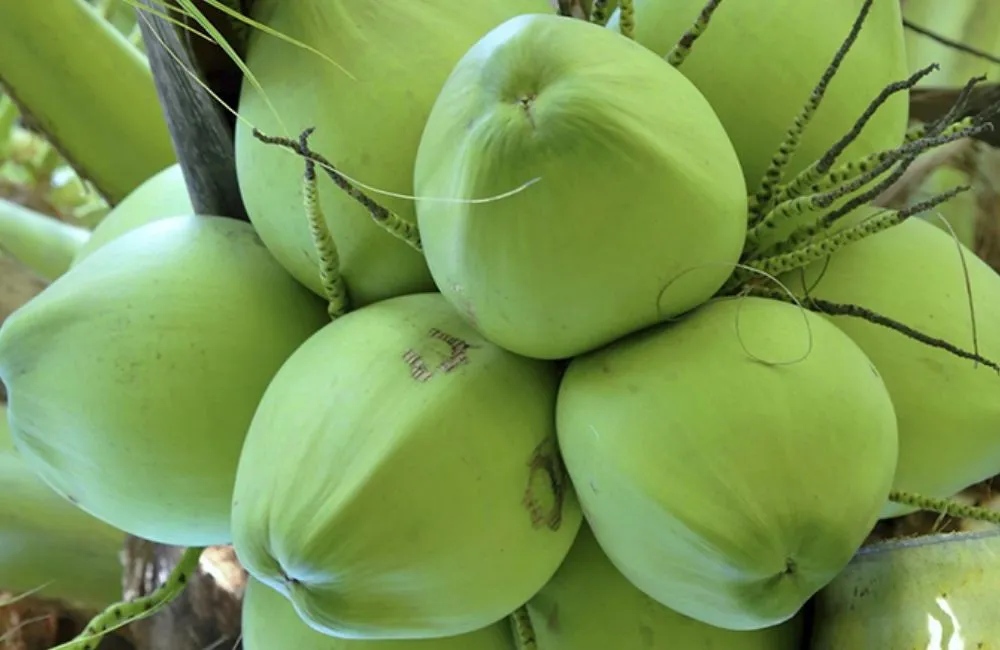 Dừa ta cấy mô