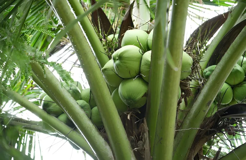 Dừa ta cấy mô
