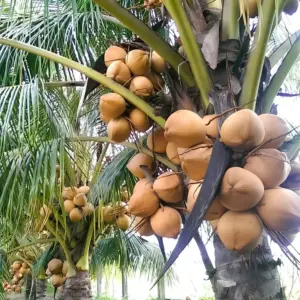 Dừa Xiêm Lửa Cấy Mô